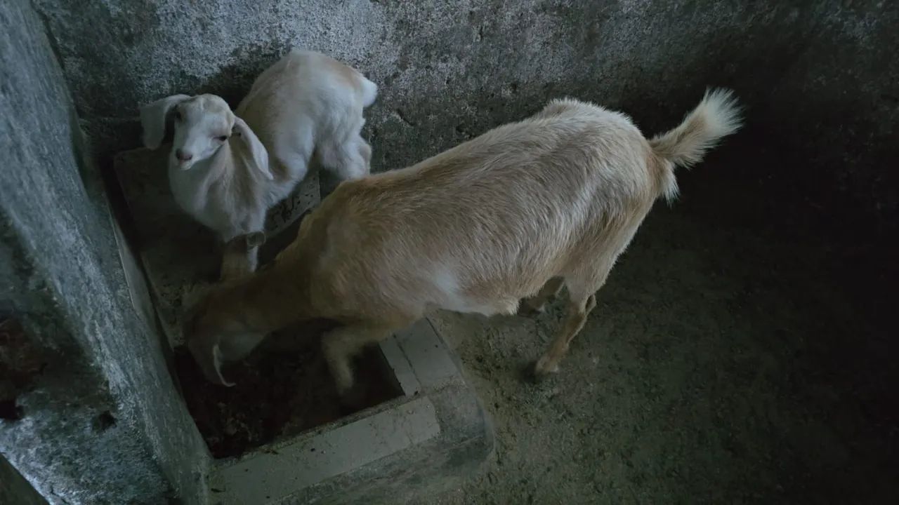 Cabrito  - Foto 2