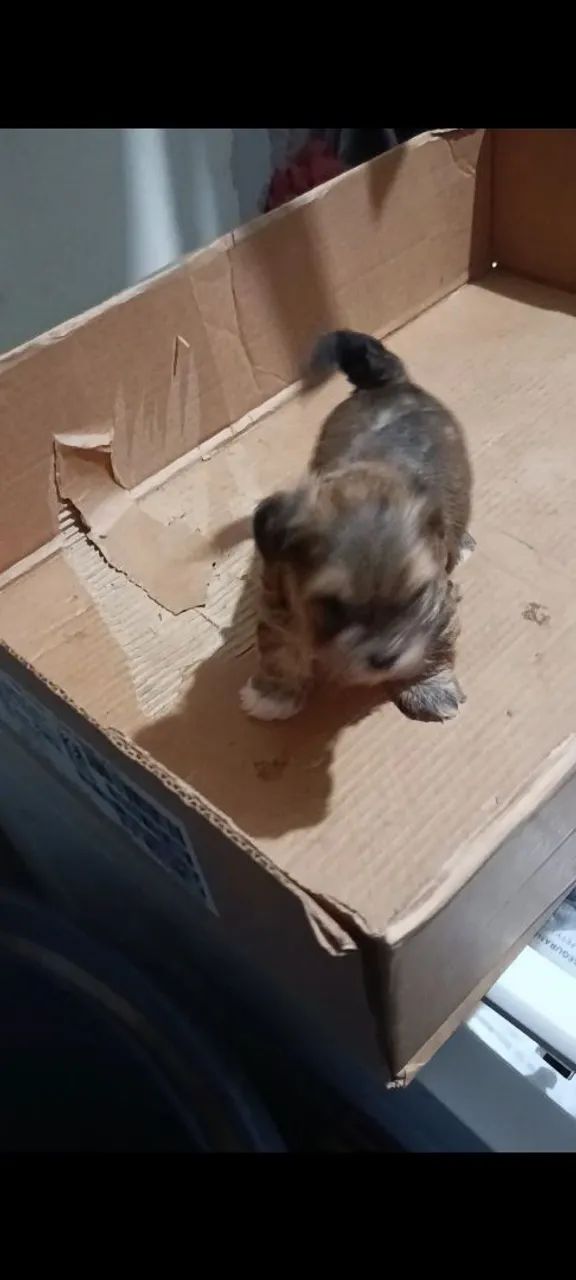 Filhote morkie - Foto 2