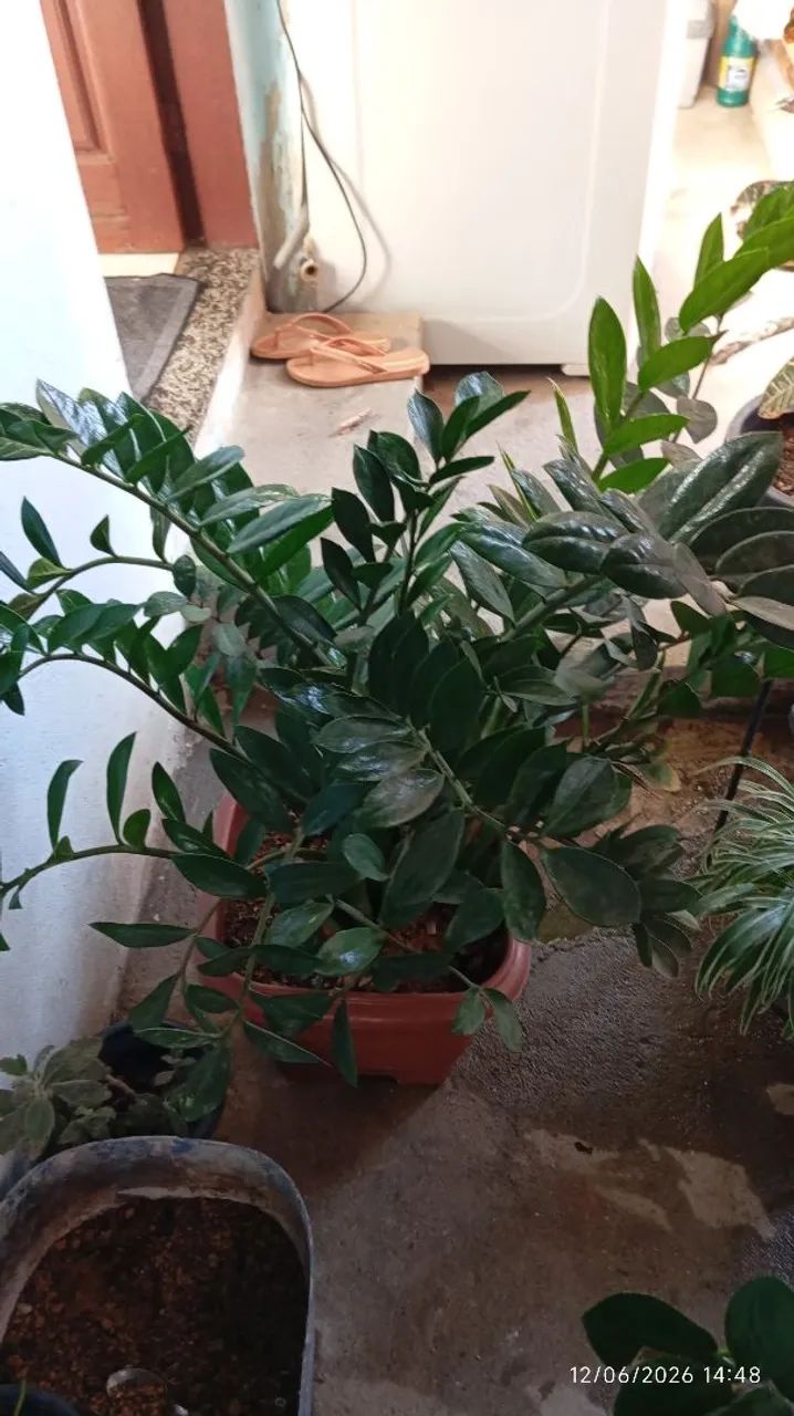  Planta Zamioculca  - Foto 5