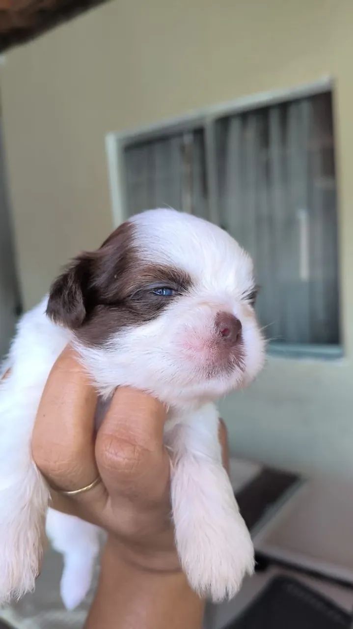 Vendo shihtzu  - Foto 4