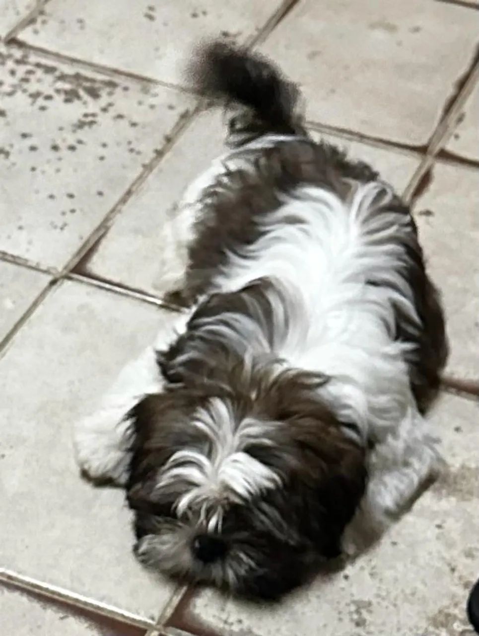 Cachorro