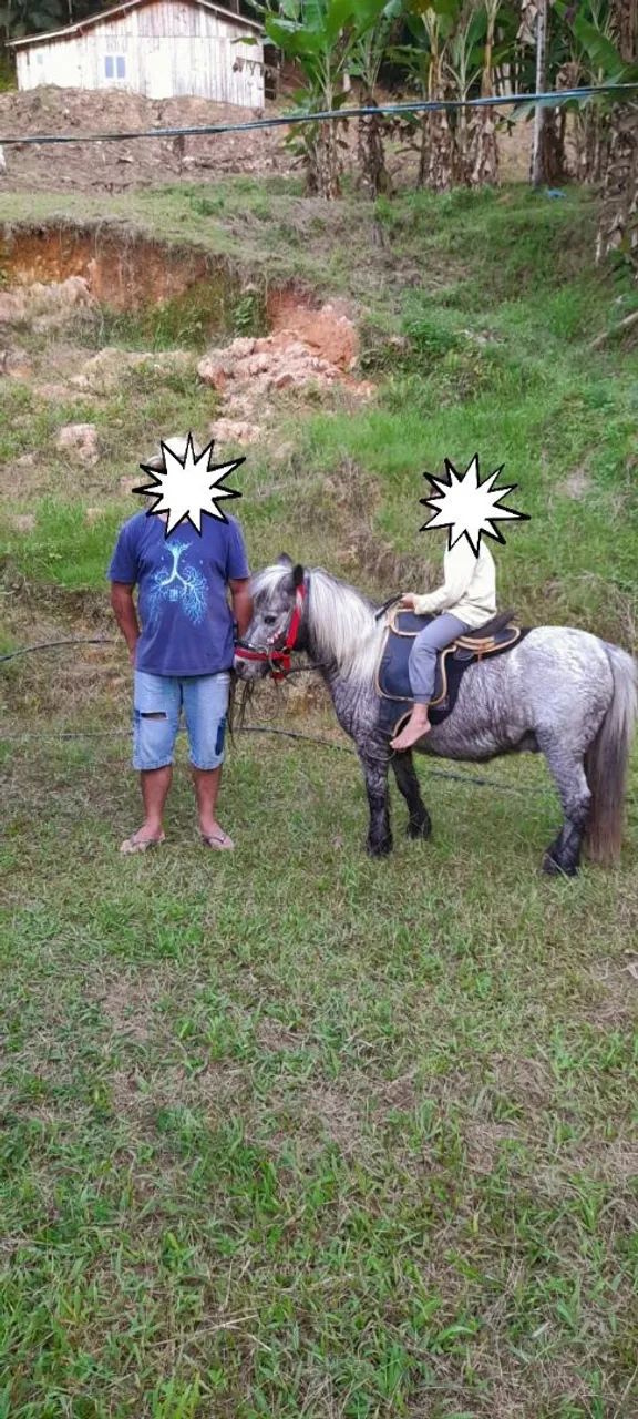 Vendo pônei  - Foto 3