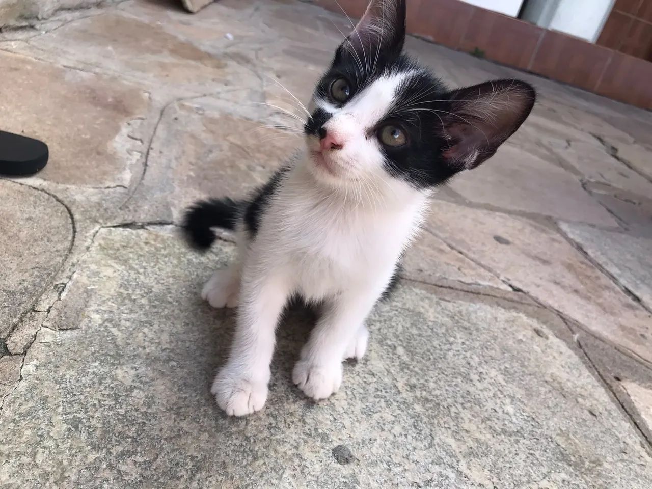 Gatinha para doação  - Foto 2