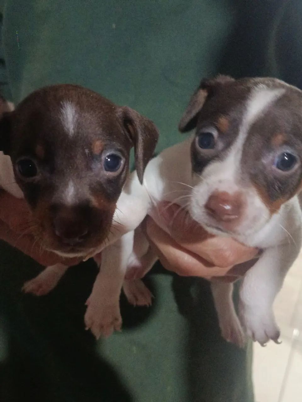 Pincher machinho - Foto 3