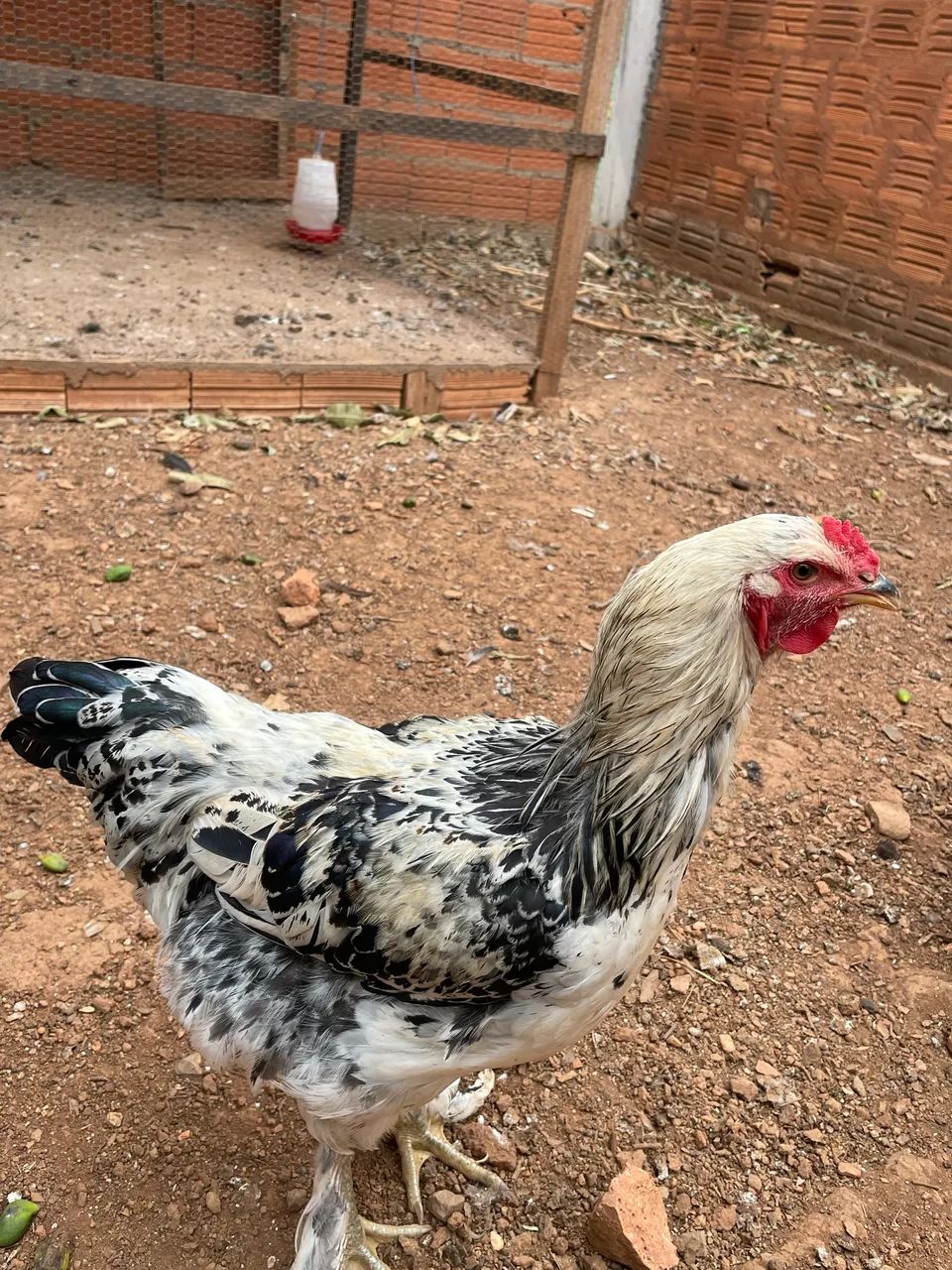 Frango Brahma - Foto 4