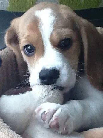 Beagle Cachorrinho com presença marcante