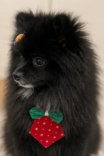 Spitz Alemão  - Foto 2