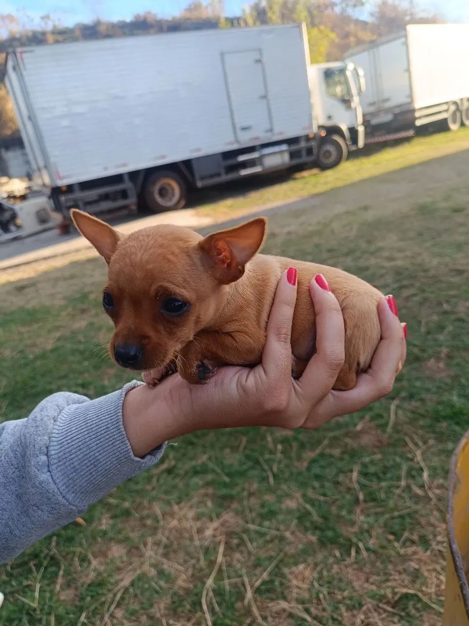 Pinscher 0 - Foto 2