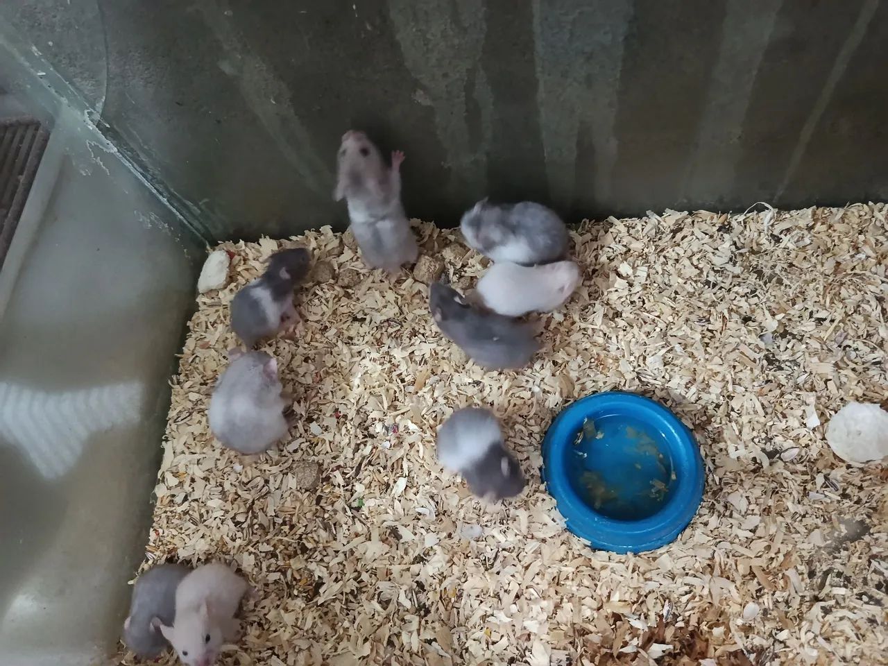 Hamster  - Foto 3
