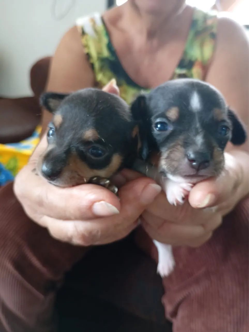 Pinscher  - Foto 4