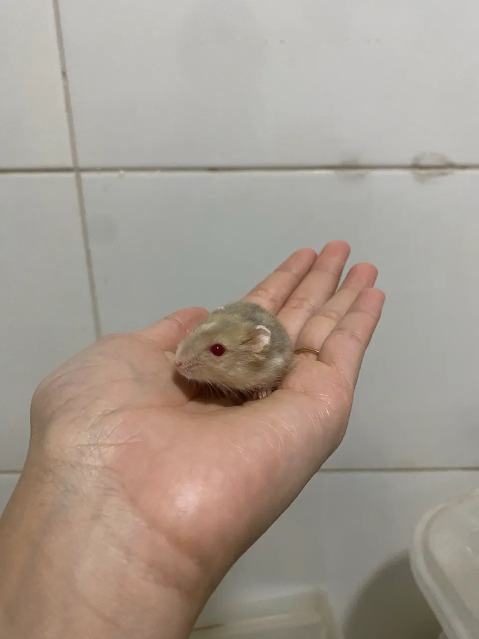 Hamster Anao russo  - Foto 2