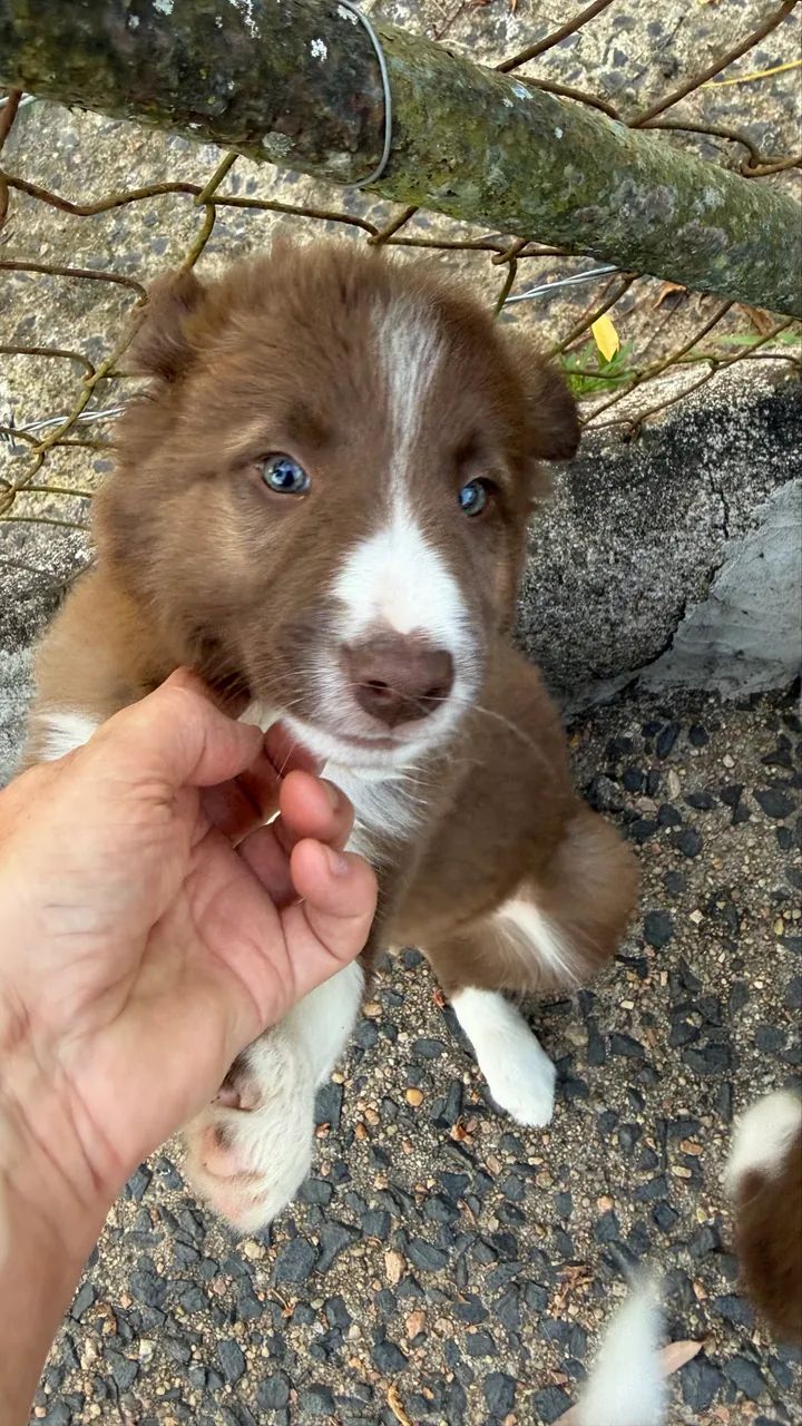 Filhotes de Border Collie com 2 meses - Foto 3