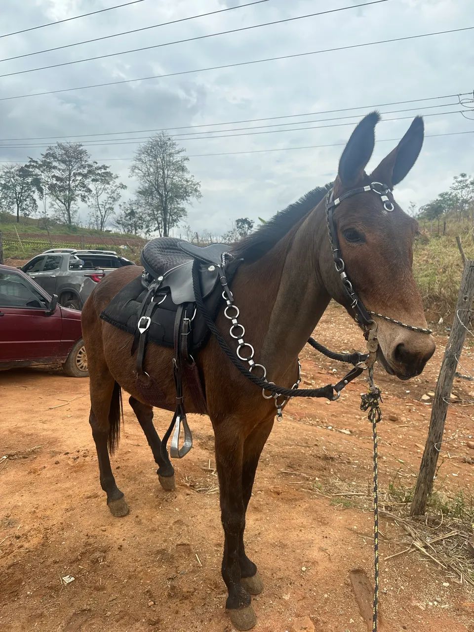 BURRO MANSO  - Foto 5