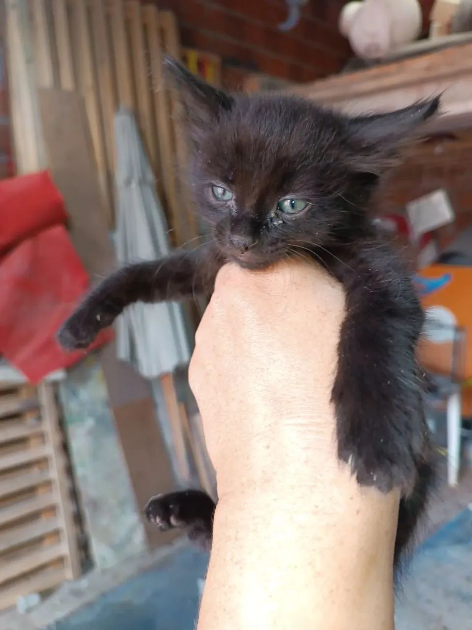 Adote um Gatinho e ganhei 1 caminha e 1 saco de ração p. - Foto 2