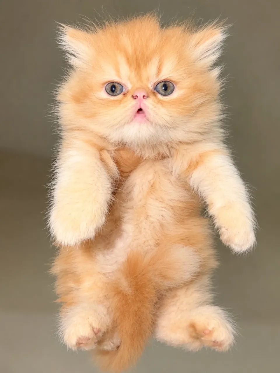 Gato Persa - Foto 2