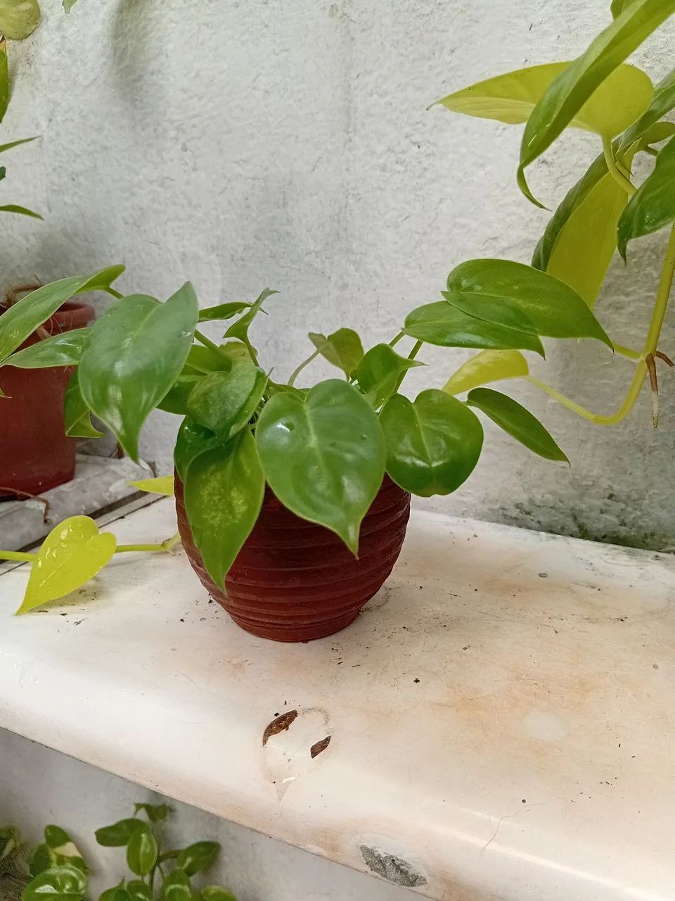 Mini imber vaso barro. - Foto 3