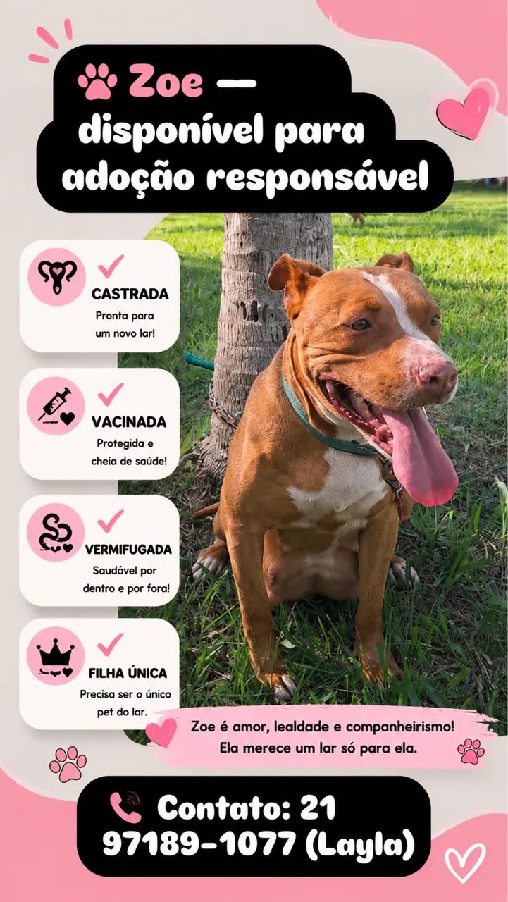 Pitbull para adoção responsável  - Foto 3
