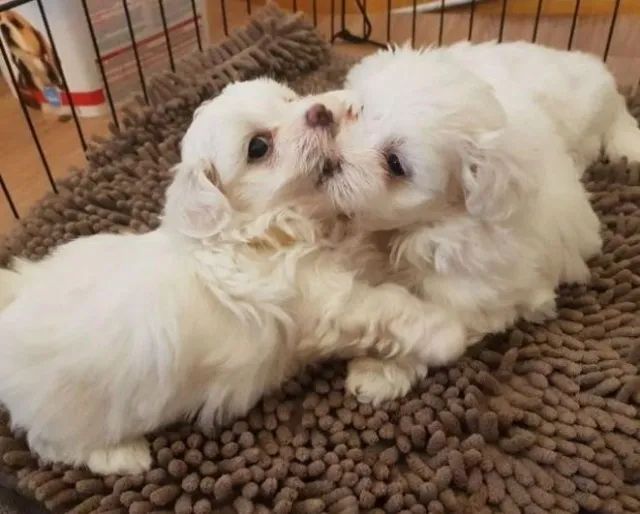 MALTÊS - FILHOTES SAUDÁVEIS E CARINHOSOS