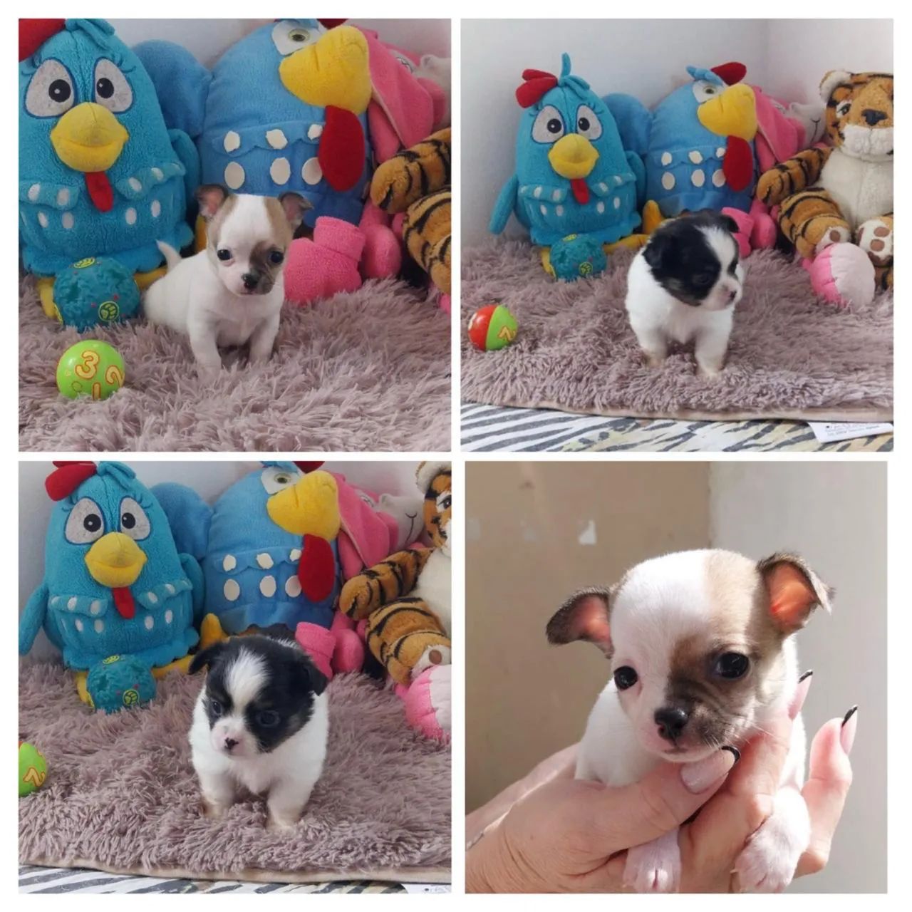  Chihuahua 