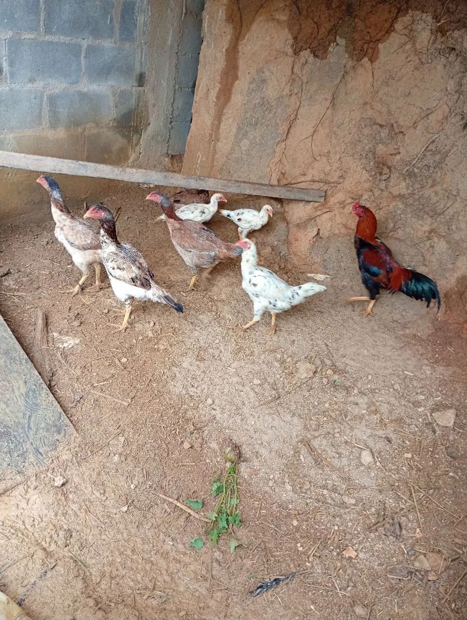 Animais de estimação