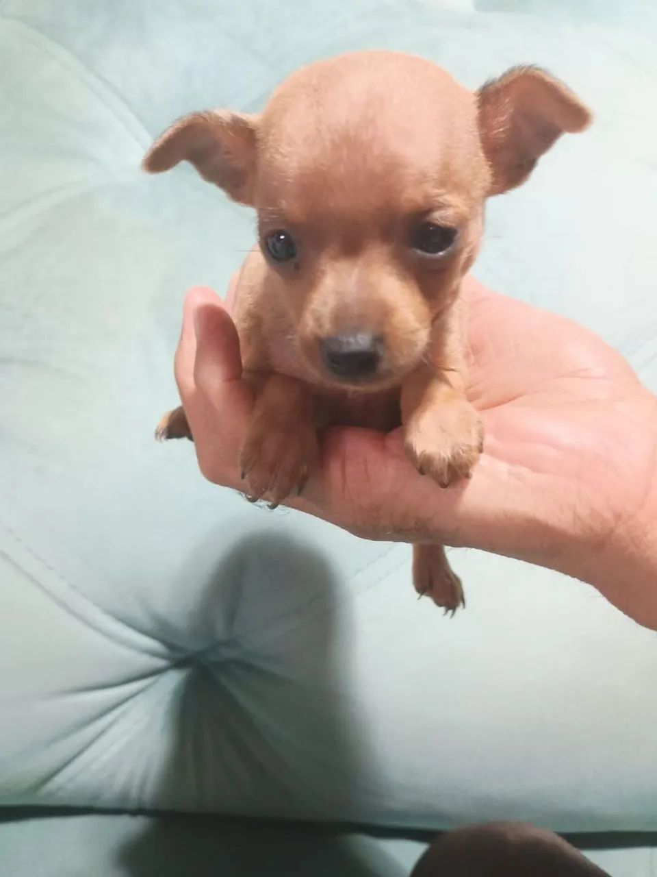 Pinscher zero - Foto 2