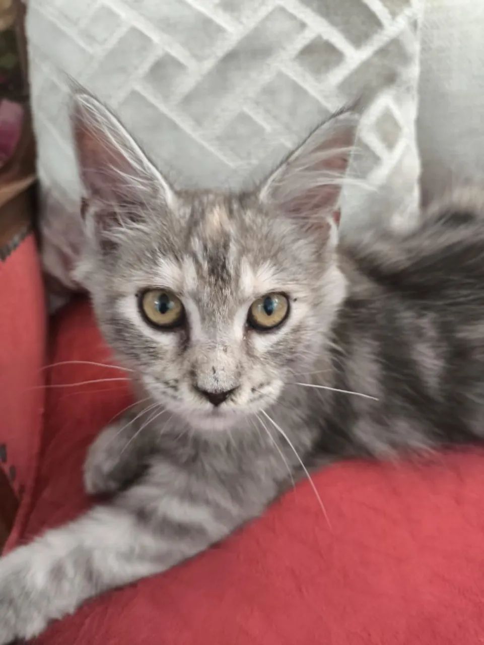Gato Maine Coon  - Foto 3