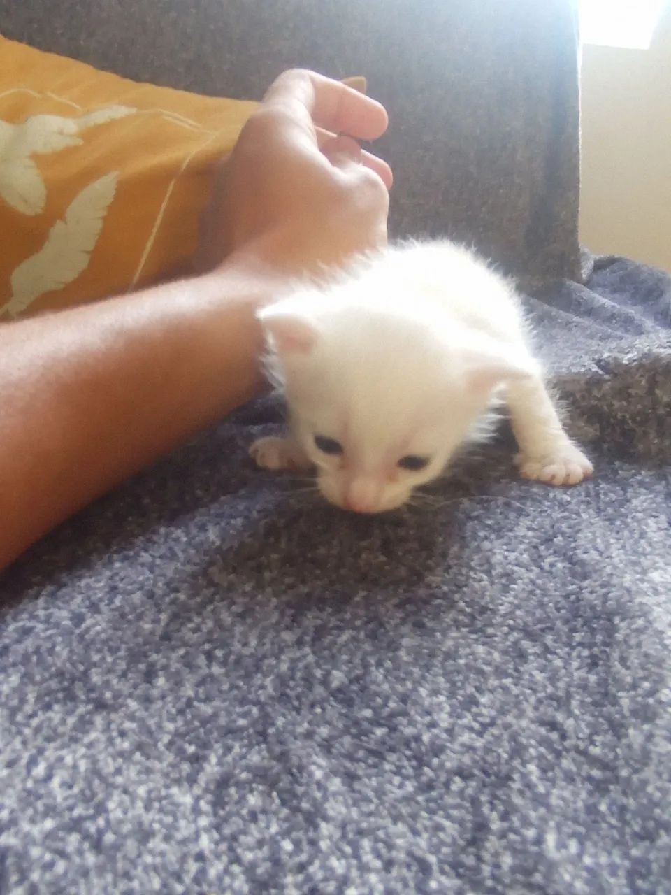 Gato filhote430234142014842882