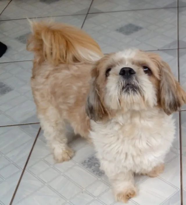 Cachorros - Foto 3
