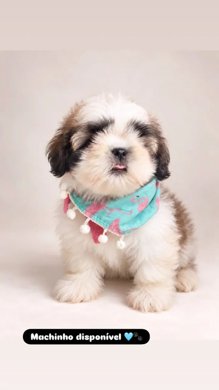 Shihtzu