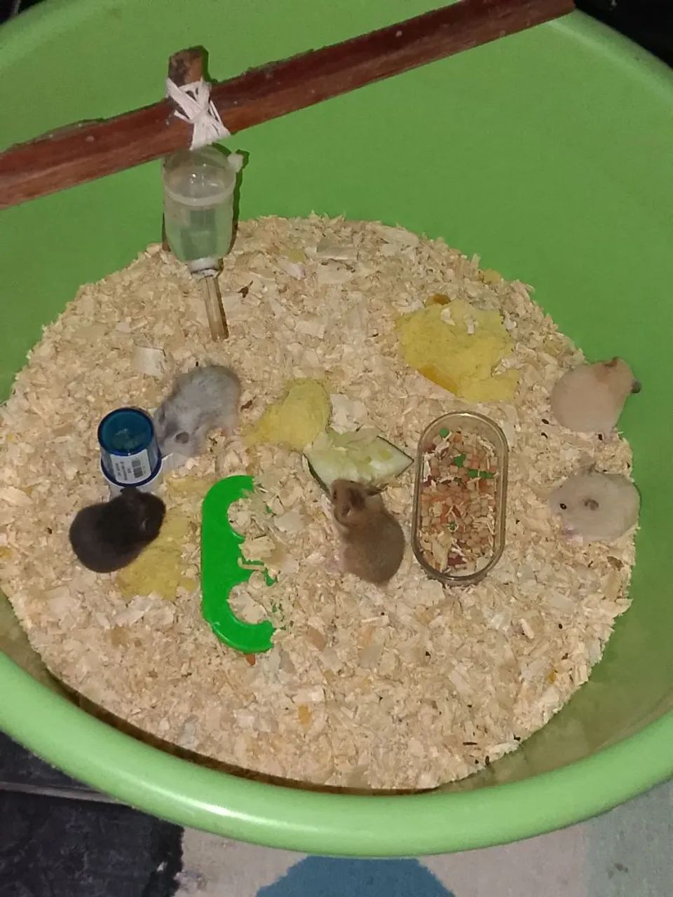 Hamister - Foto 2