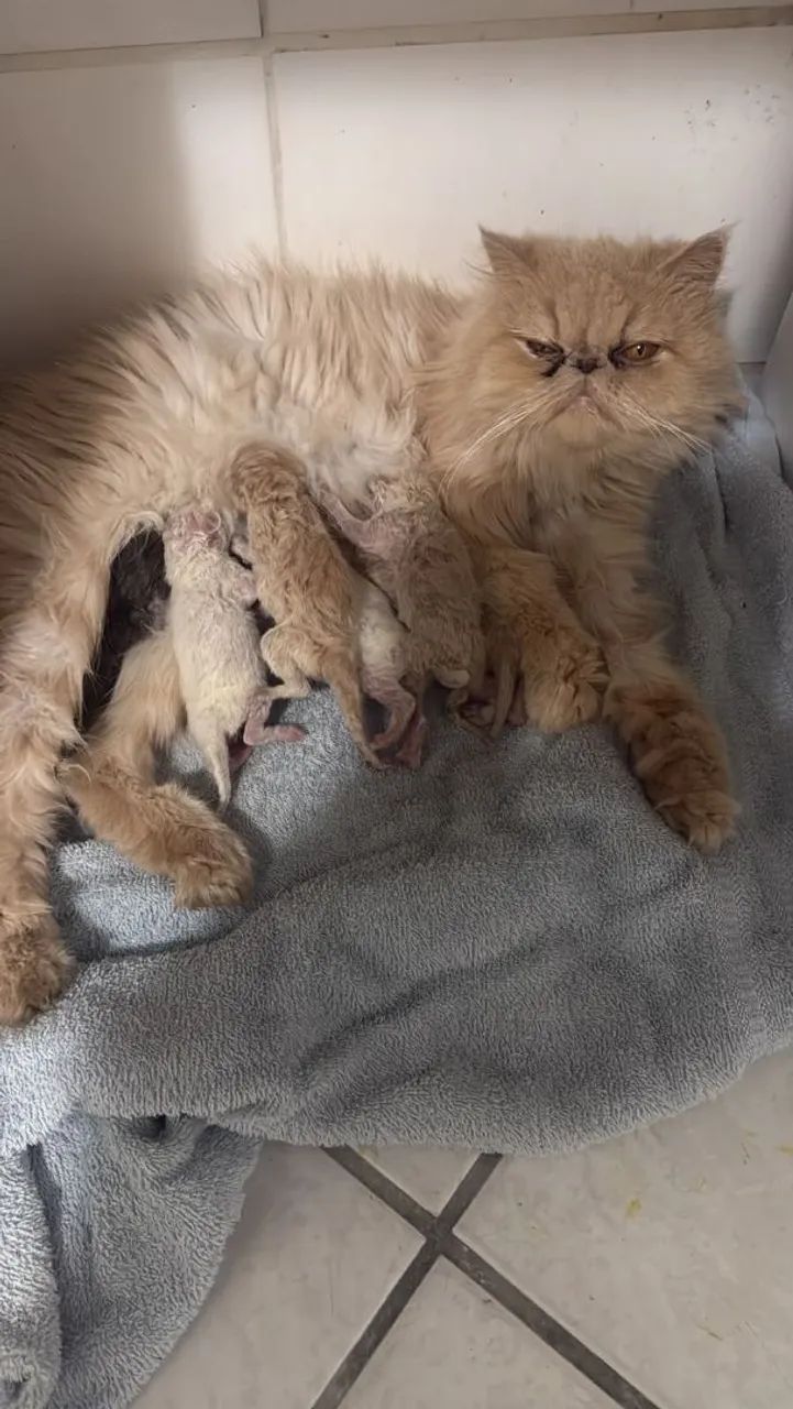 Filhote de gato persa 