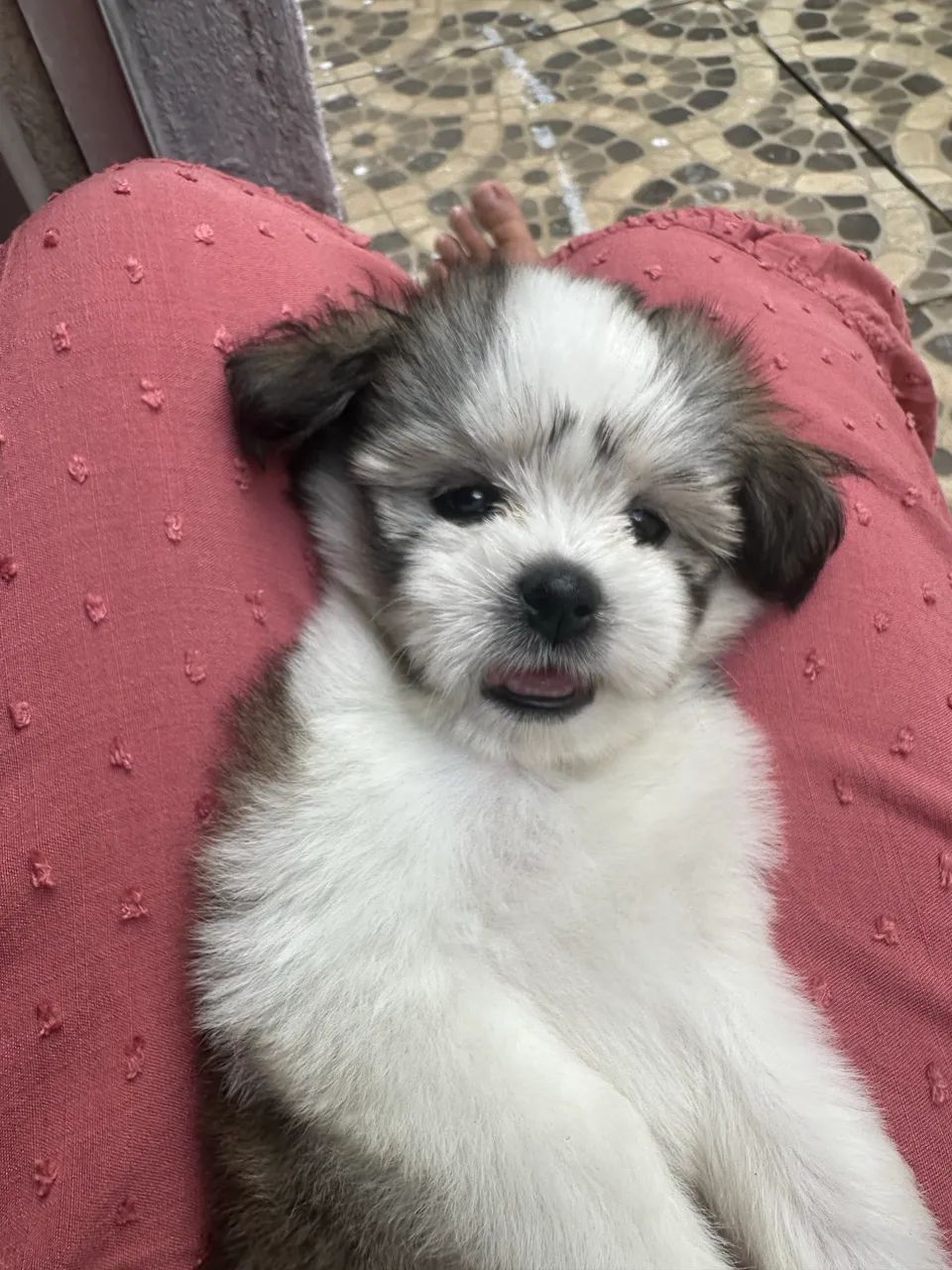 Pet - Foto 5