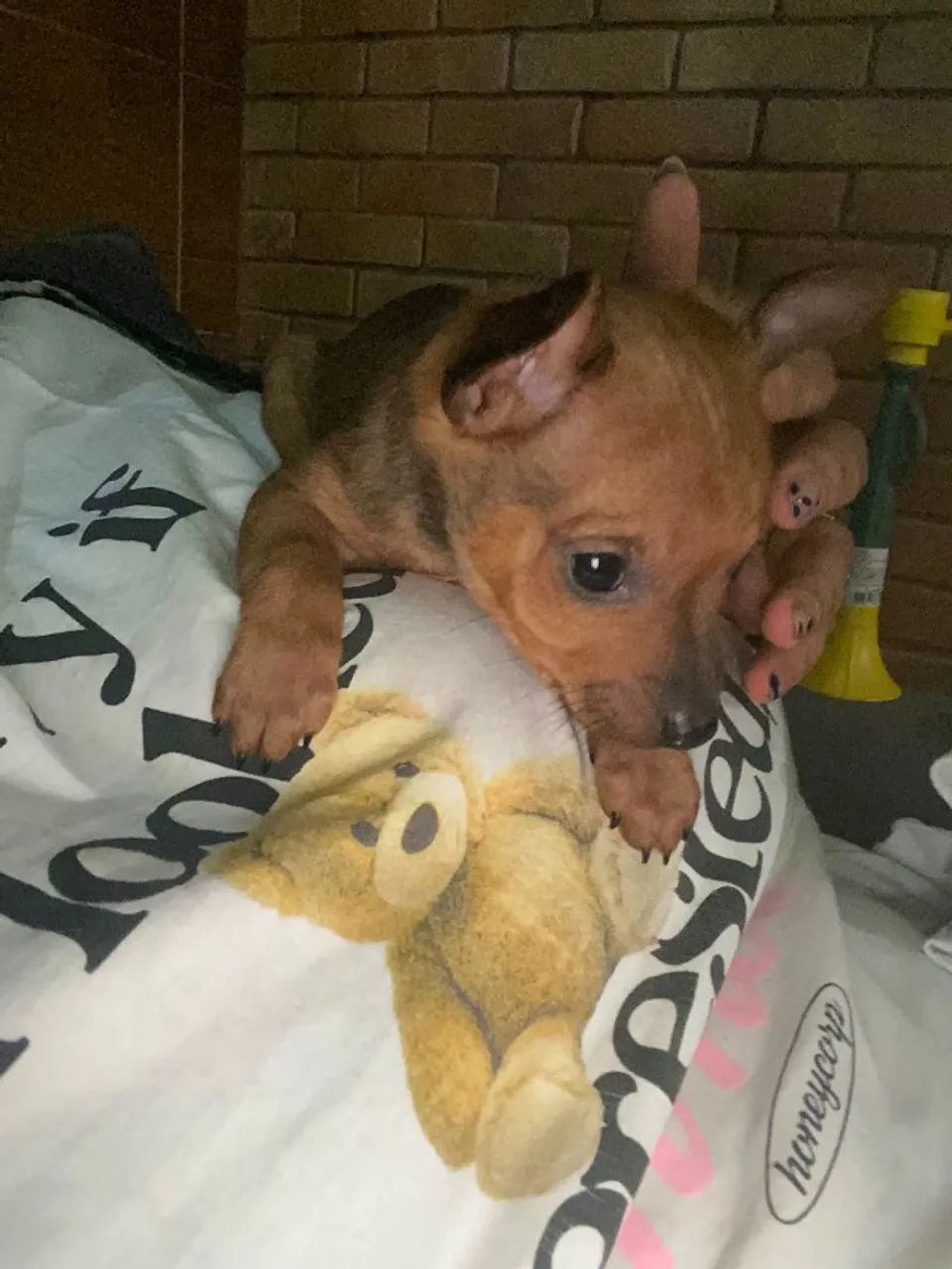 Cachorro 
