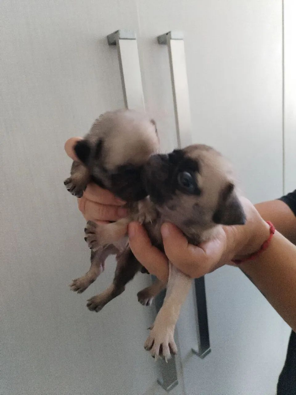 Cachorro - Foto 4