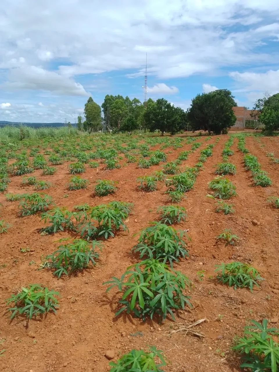 Fazenda Amorinopolis - Foto 4