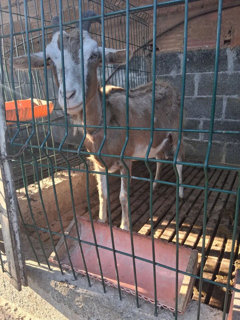Vendo cabras leiteira 