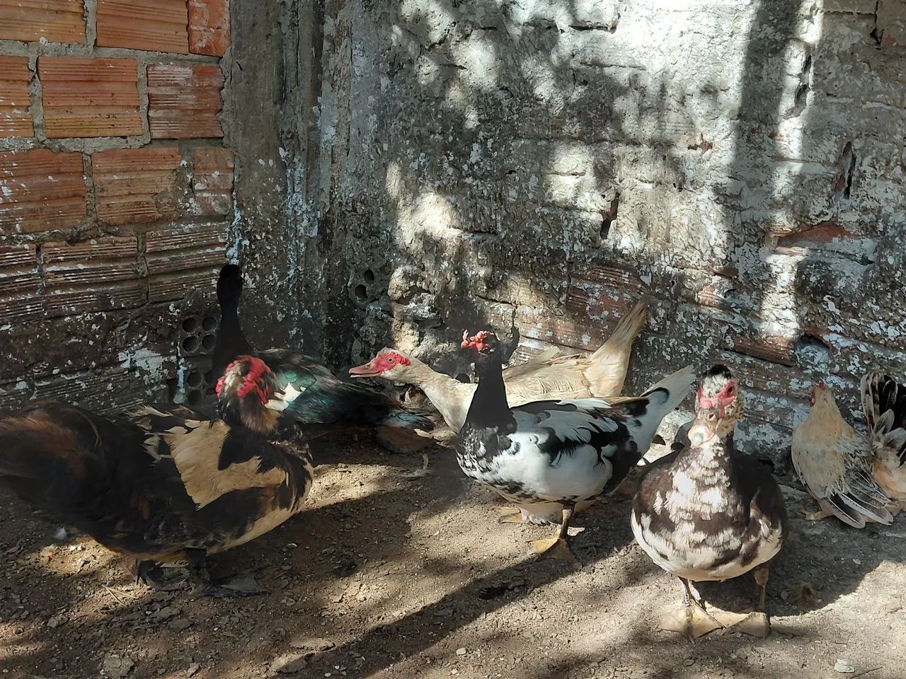 Patos
