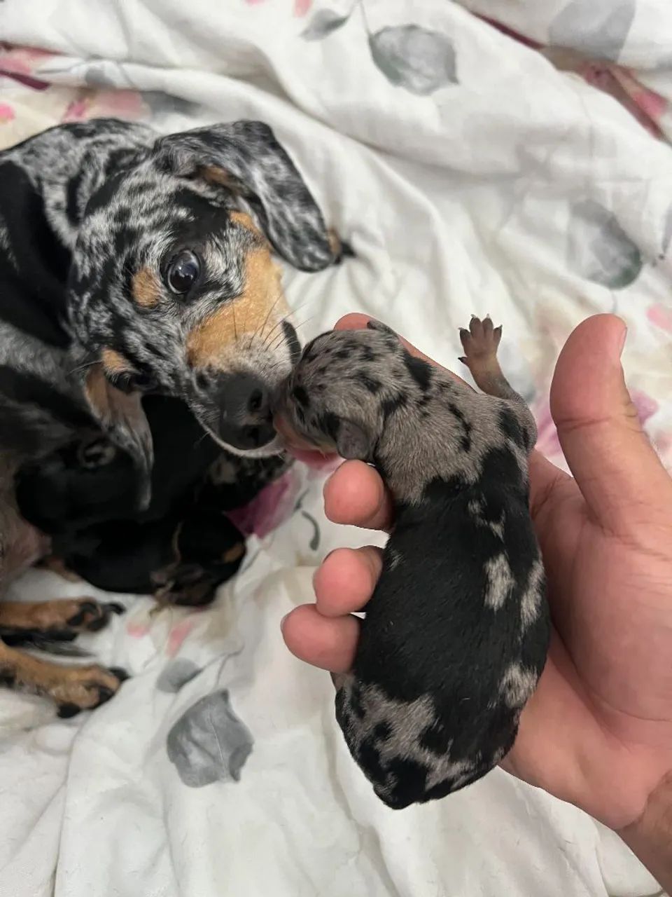 Filhotes dachshund  - Foto 4