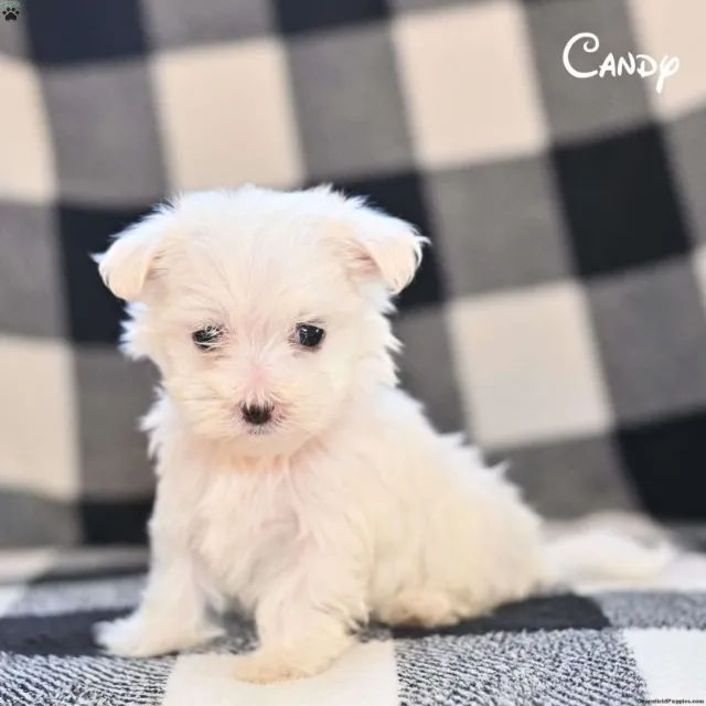 ? Chama e veja os disponíveis agora