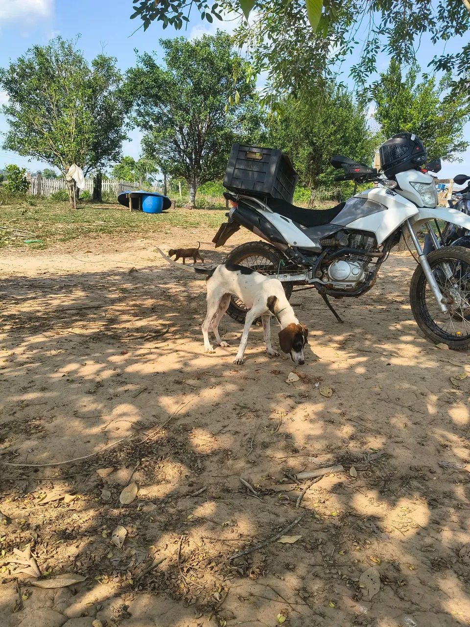 Cachorra americana - Foto 3