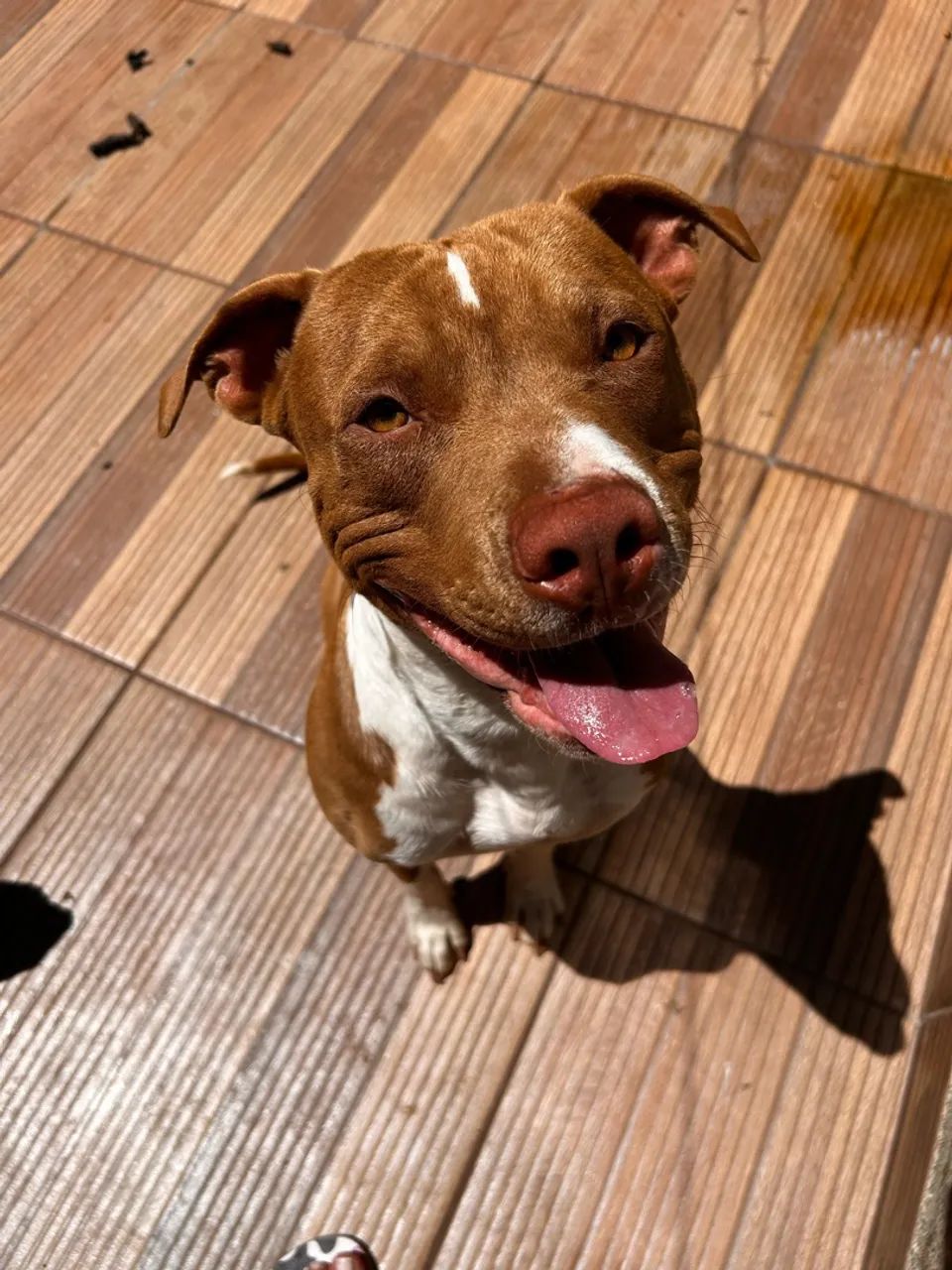 Cachorro  - Foto 2
