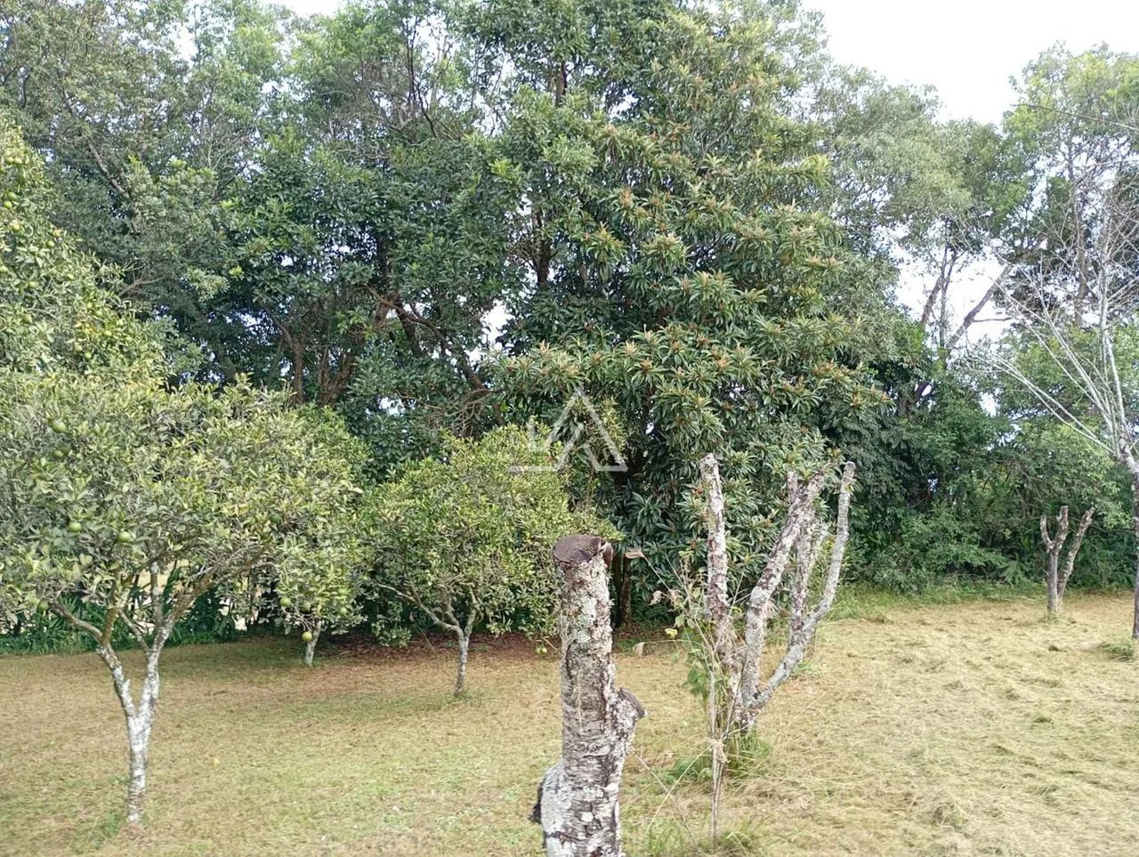 CHACARA EM ERNESTINA - Foto 5