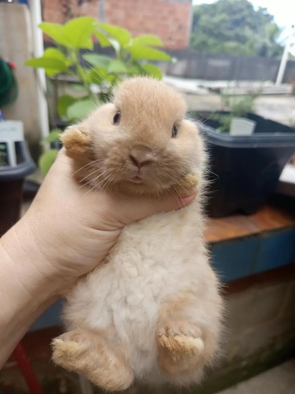 Mini coelhos - Netherland Dwarf - Foto 3