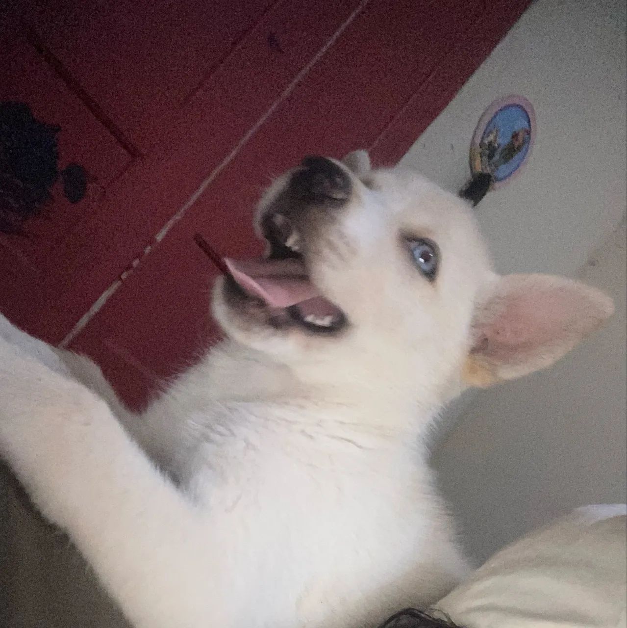 Vendo cachorro Husky siberiano  - Foto 2