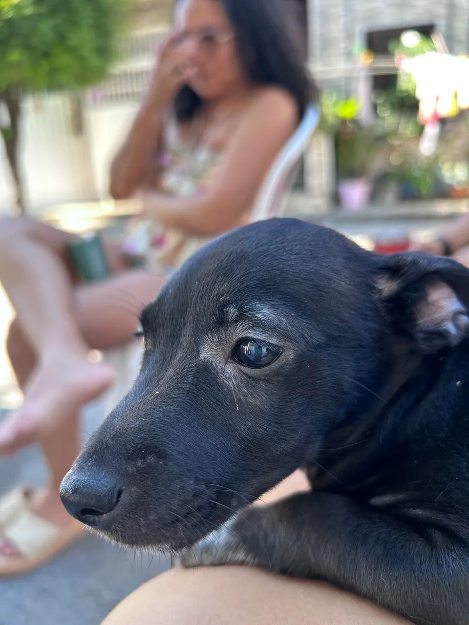Cachorro para doação  - Foto 2