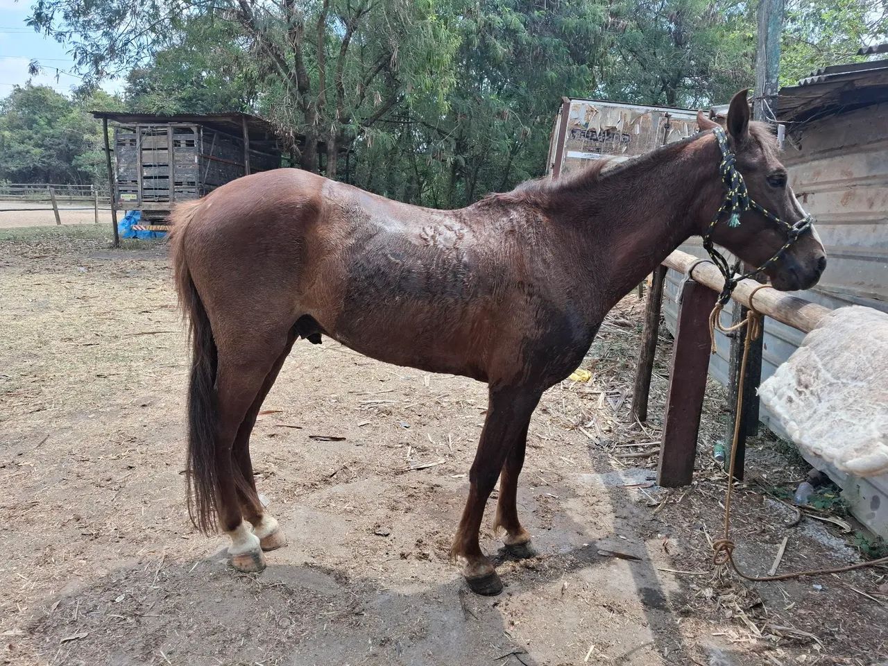Vendo ou troco Cavalo manga larga marchador  - Foto 3