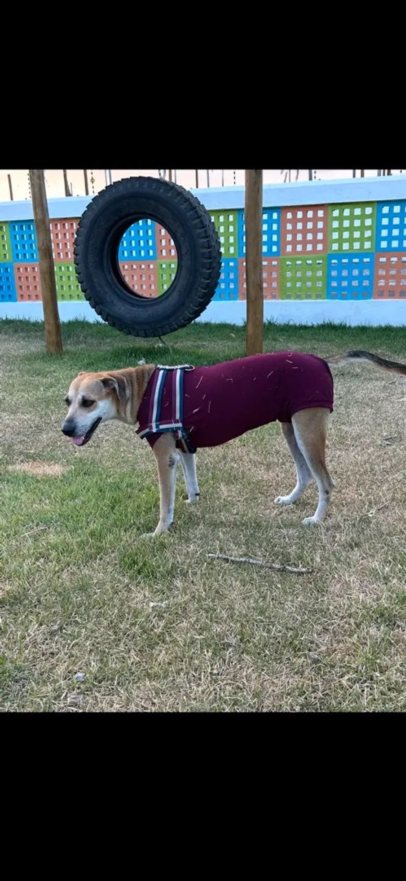 Cadela para doação  - Foto 4