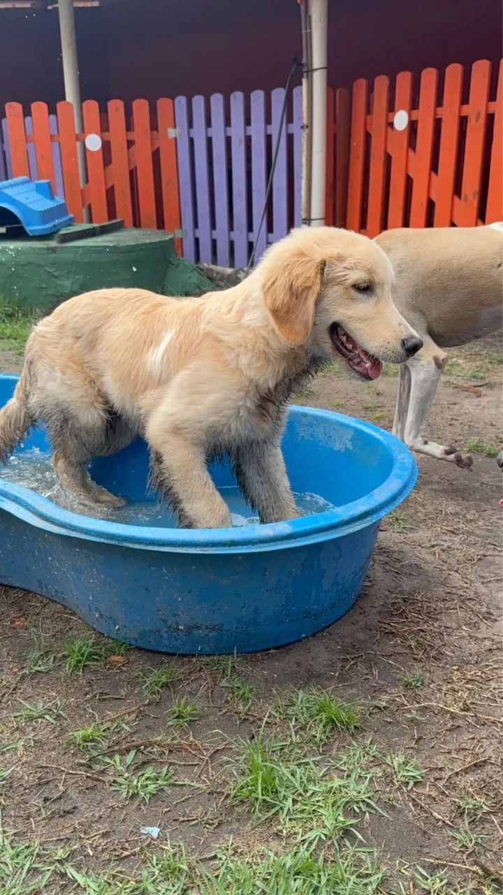 Golden retriever  - Foto 6