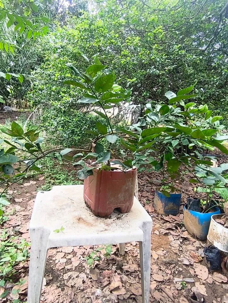 Muda limão ? Thayti  - Foto 2