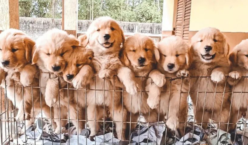 DOAÇÃO GOLDEN RETRIVER